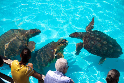 Pessoas assistem a tartarugas marinhas nadares