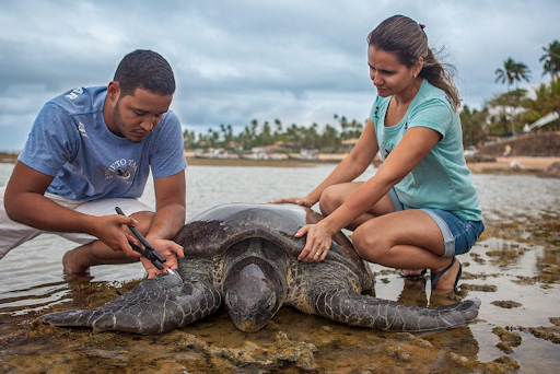 Duas pessoas encontram uma tartaruga marinha na praia
