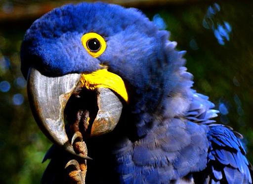 Foto do rosto da arara-azul-grande