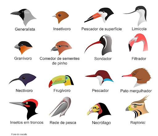 Imagens dos diferentes tipos de bicos de pássaros estudados na Biologia