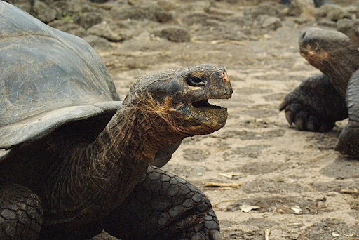 Foto real de duas tartaruga-das-galápagos, uma em primeiro plano e outra em segundo plano