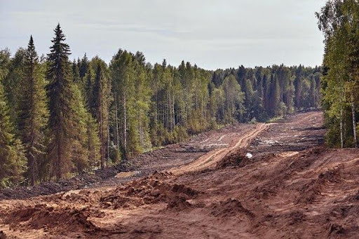 Imagem genérica de floresta, aparentemente pinheiros, indicando um desmatamento decorrente de agronegócio exploratório