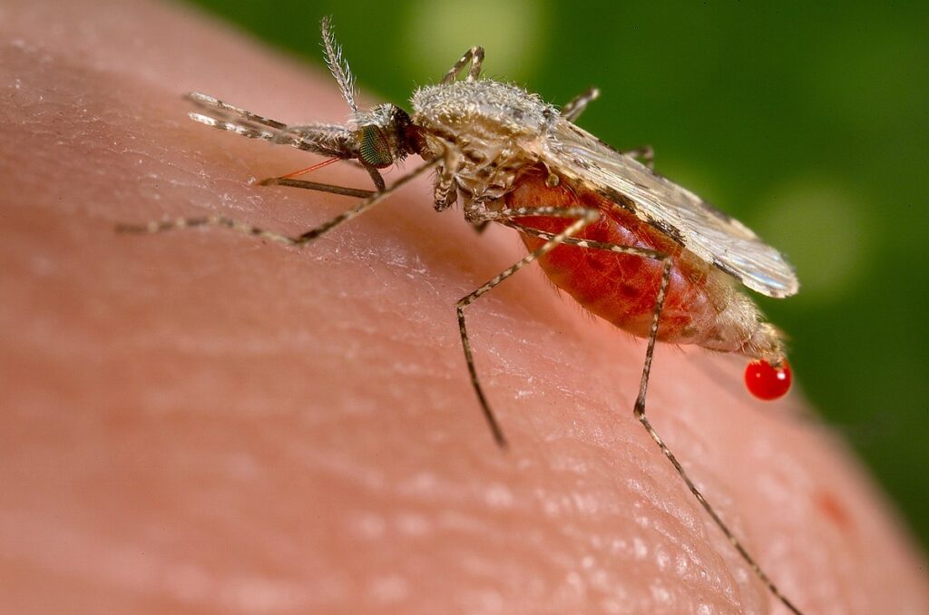 Anopheles stephensi mosquito transmissor da malária