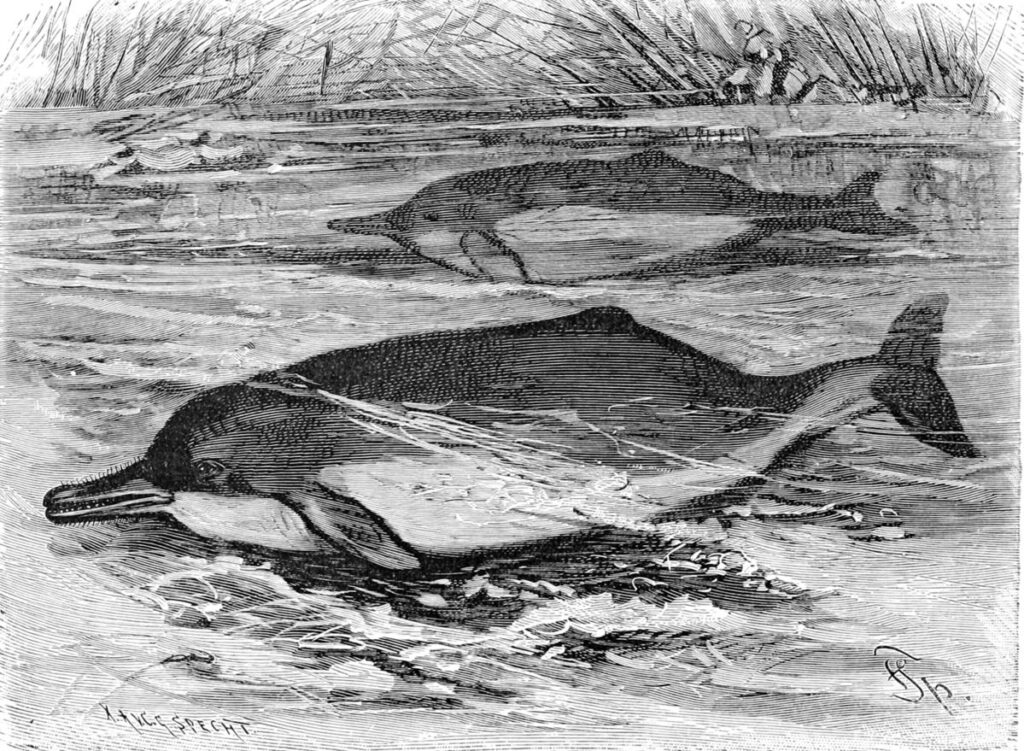 Desenvolvimento evolutivo semelhante entre o boto-cor-de-rosa e os golfinhos