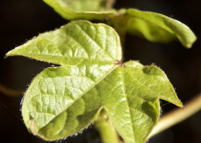 Plantas medicinais