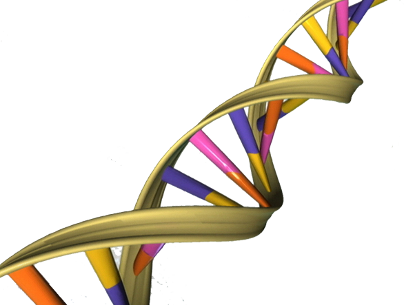 O DNA é formado com ligações de bases nitrogenadas