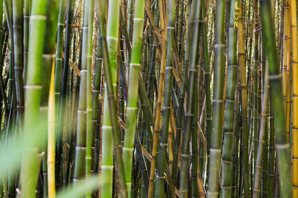 Estudo genético de plantas como a cana-de-açúcar se faz importante para a economia agrícola brasileira