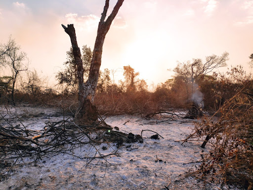 Floresta incendiada no Pantanal