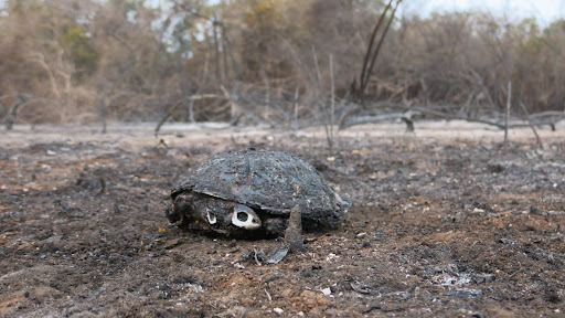 Carcaça cinzenta de uma tartaruga em meio a uma floresta incendiada no Pantanal