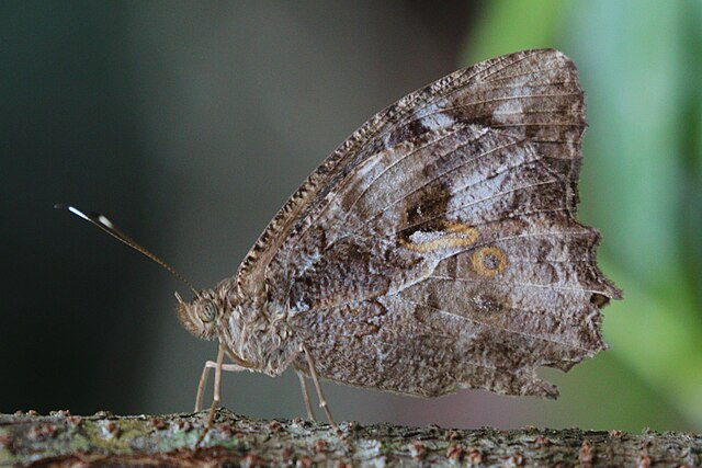 borboleta da floresta dos carajás