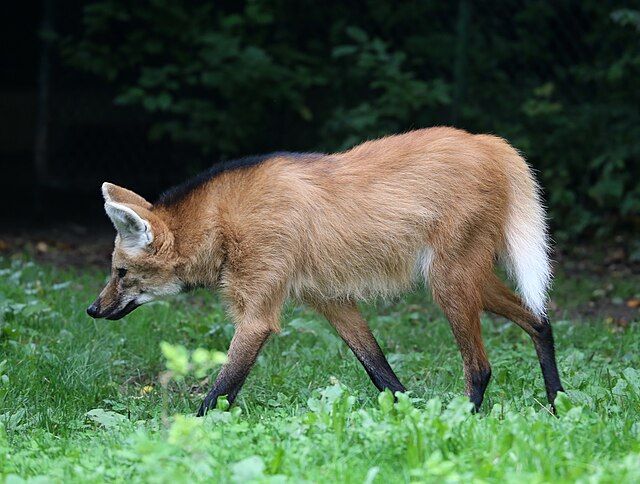 lobo-guará caminhando