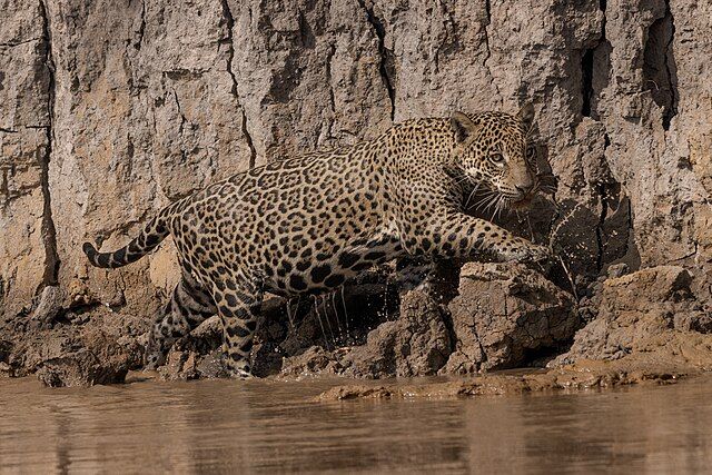 onça pintada e lobo guará representam brasil