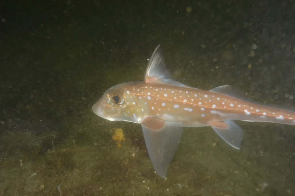 quimeras carecem de estudo em relação a tubarões