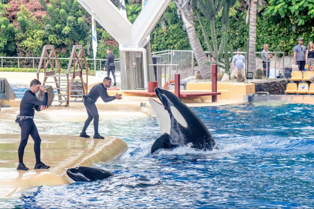 Treinadores adestrando orcas em piscina artificial