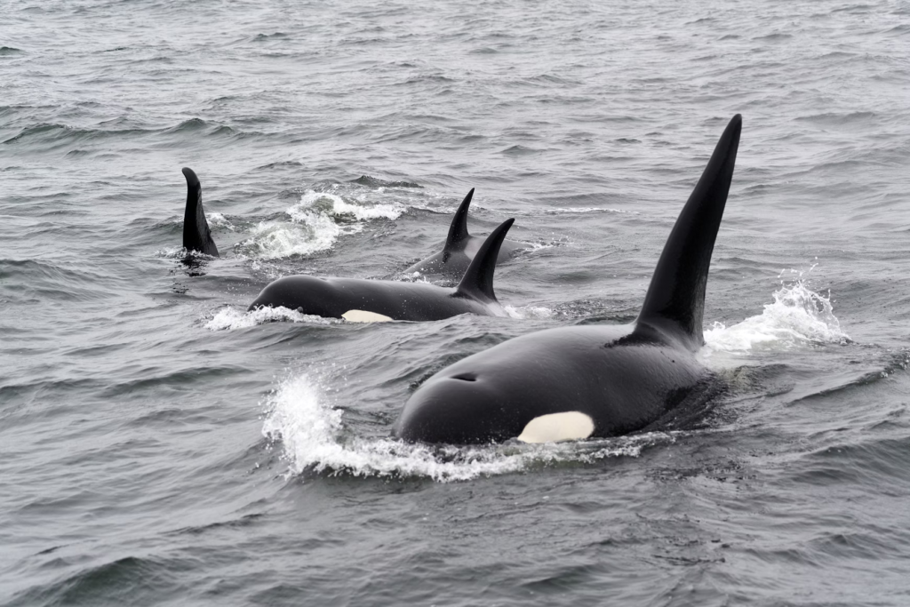 Orcas na natureza