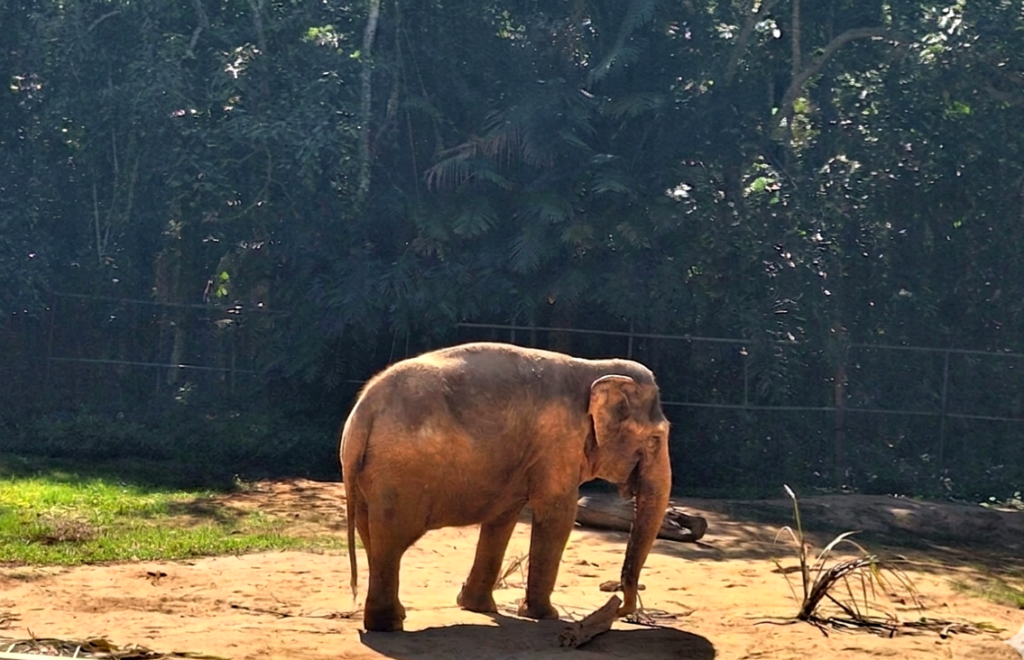 Hangun no no Zoológico de São Paulo