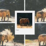 Hangun, elefanta asiática do Zoológico de São Paulo