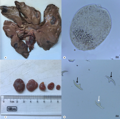 Parasita e cistos formados por ele durante infecção parasitária