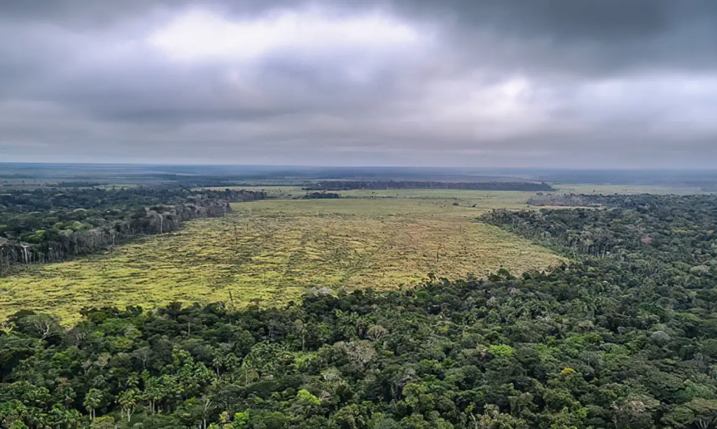 Imagem de uma floresta desmatada.
