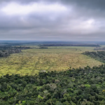 Imagem de uma floresta desmatada.
