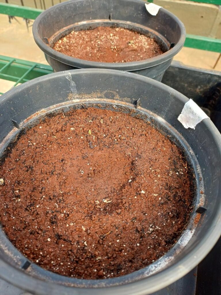 Biochar em dois recipientes