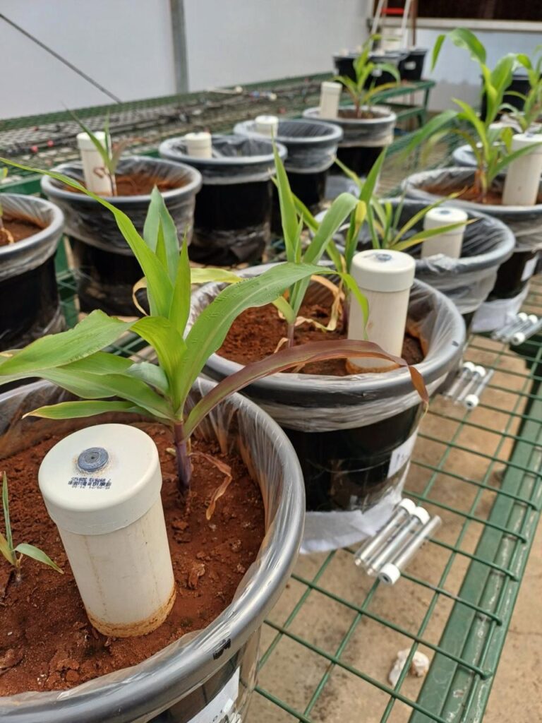 Biochar sendo testado em vaso de planta.