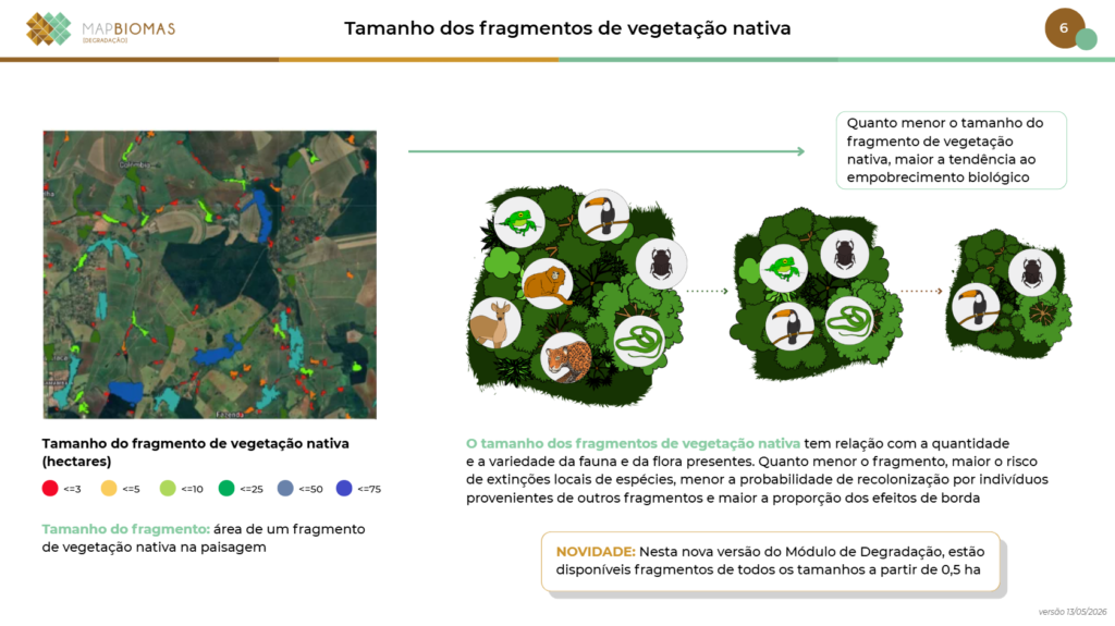Gráfico que  expõe os fragmentos de vegetações nativas diante do desmatamento.