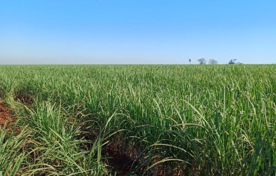 Plantação de cana-de-açúcar.