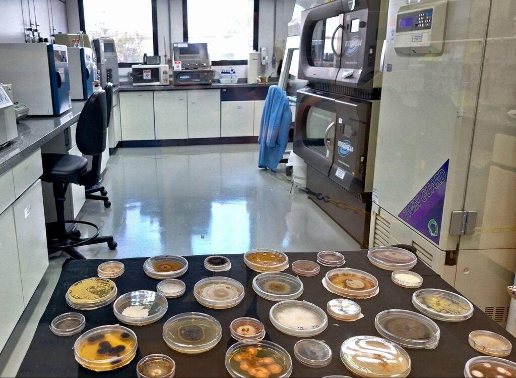 Várias amostras de leveduras encima deuma mesa.