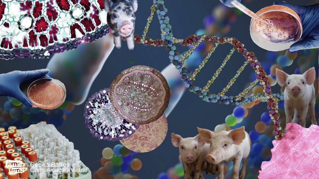 Colagem com porcos e estruturas do DNA fazem referência a clonagem.