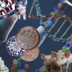 Colagem com porcos e estruturas do DNA fazem referência a clonagem.