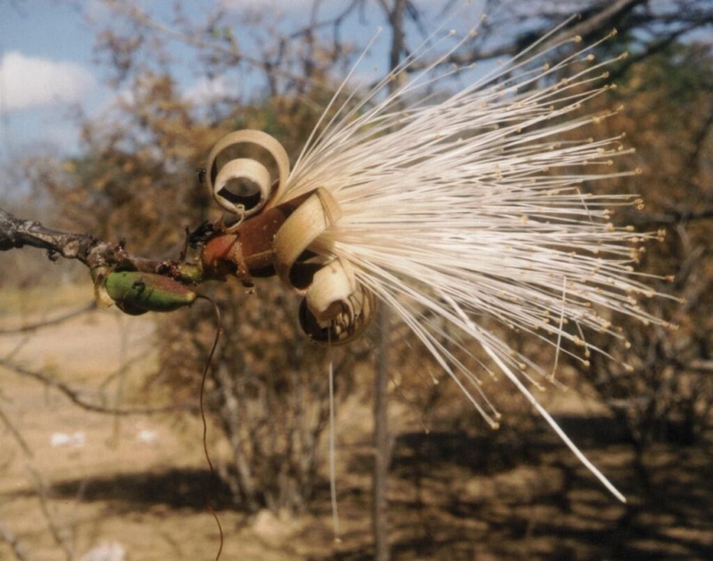 Imbiriçu, flor branca da Caatinga