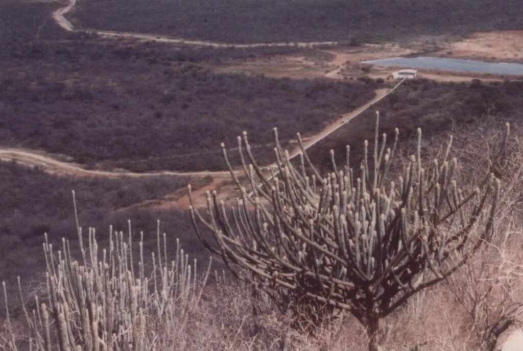 Caatinga com alguns cactos