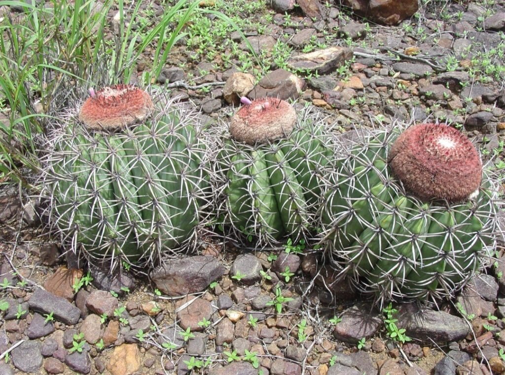 Cactos são comuns na Caatinga