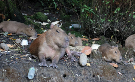 Foto de várias capivaras em meio os lixo.