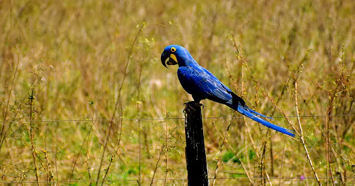 Arara-azul-grande em cima de uma estaca no meio do campo.