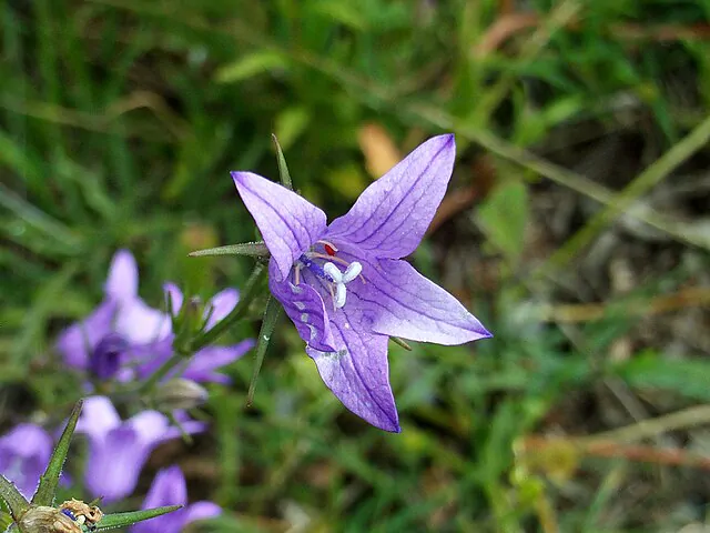 Campanula rapunculus, também conhecida como rapunzel ou rapôncio, é uma planta da família Campanulaceae comum no oeste da Ásia, no norte da África e na maior parte da Europa.Em algumas traduções, a planta “rapunzel” é substituída por “rabanete”, cortando a ligação que existe entre o nome da garota e a planta roubada.