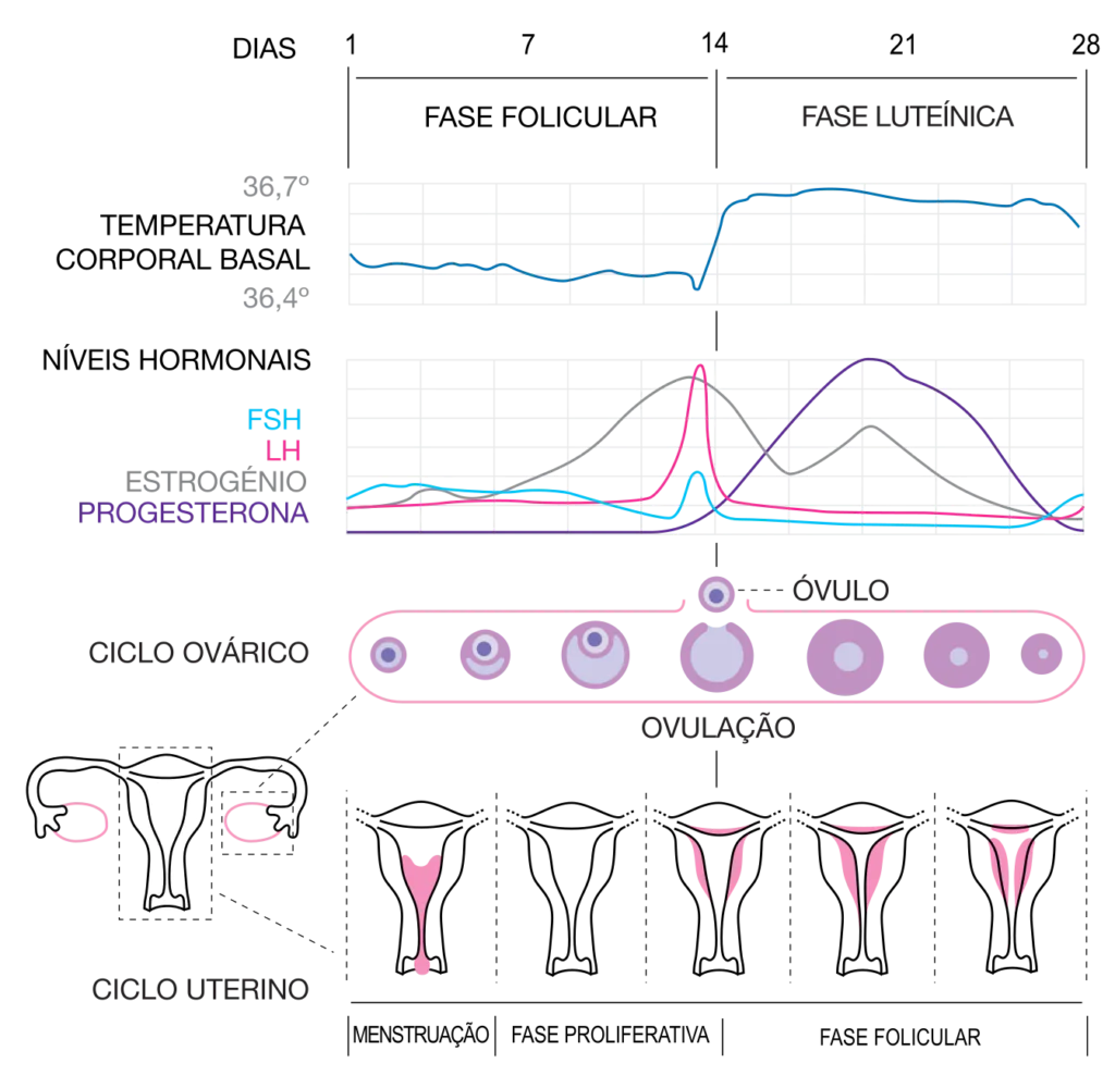 Esquema de etapas do ciclo menstrual