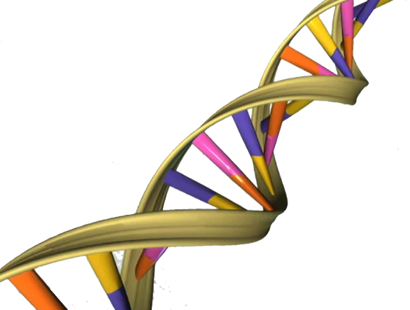 O DNA é formado com ligações de bases nitrogenadas