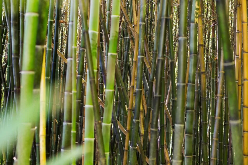 Estudo genético de plantas como a cana-de-açúcar se faz importante para a economia agrícola brasileira