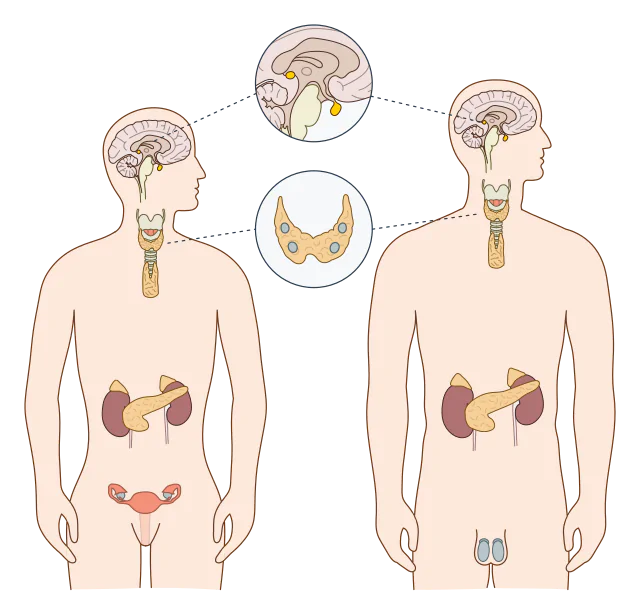 Ilustração interna do corpo humano: os principais órgãos que produzem hormônios são as glândulas endócrinas, que incluem a hipófise, a tireoide, o pâncreas, as glândulas adrenais, os ovários e os testículos.