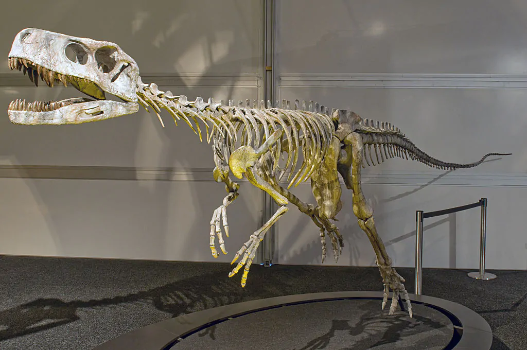 Fóssil de dinossauro exposto em museu