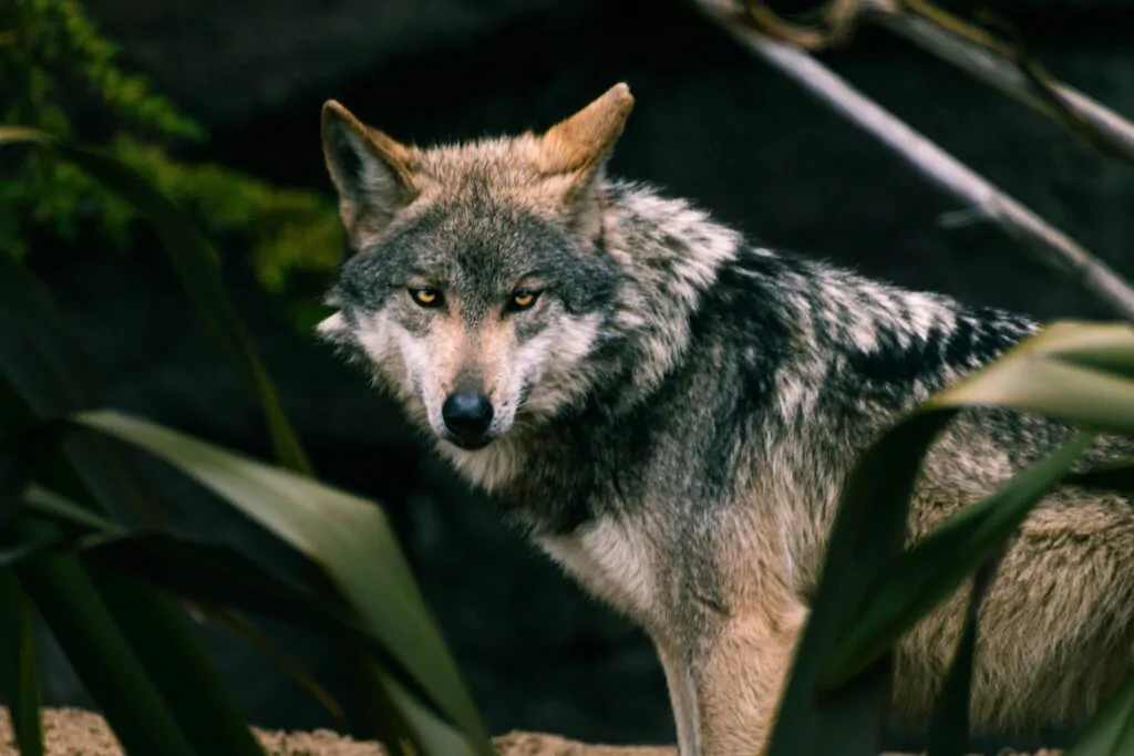 O lobo cinzento é a espécie mais similar geneticamente ao lobo-terrível que teria passsado por desestinção