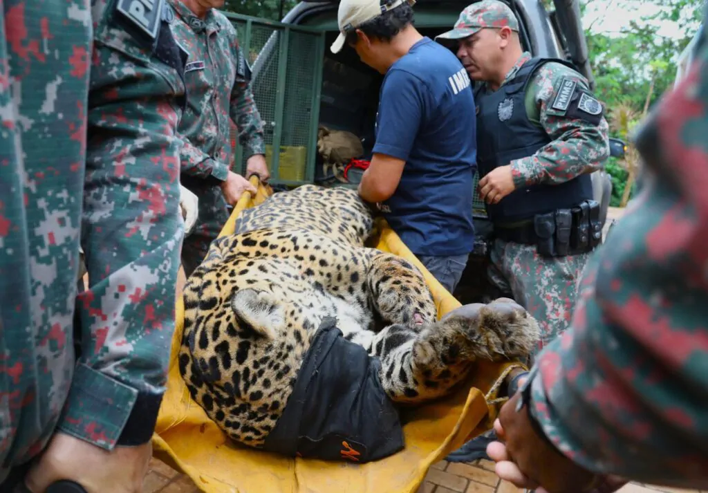 onça pintada fazendo exames