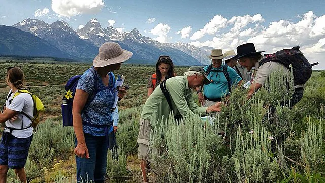 Pessoas envolvidas com ciência cidadã analisando plantas em um projeto na Floresta Nacional de Bridger-Teton, nos EUA