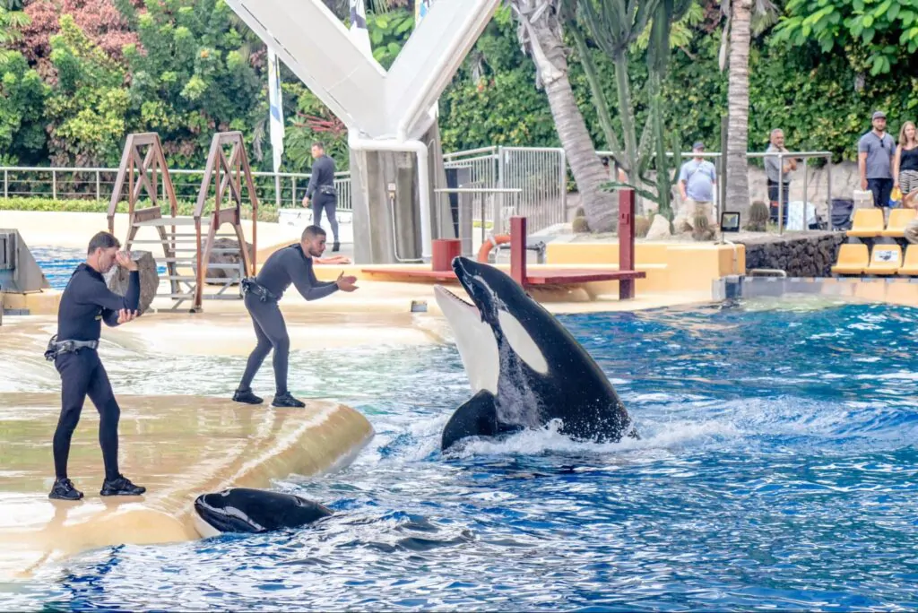 Treinadores adestrando orcas em piscina artificial