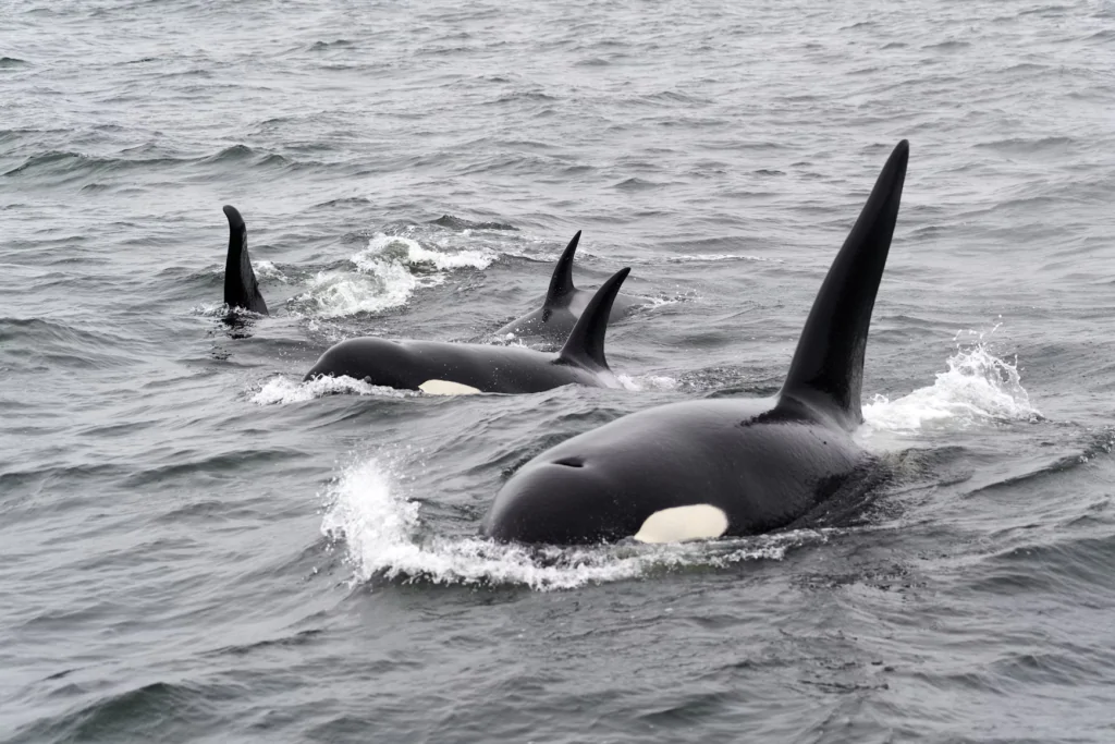 Orcas na natureza