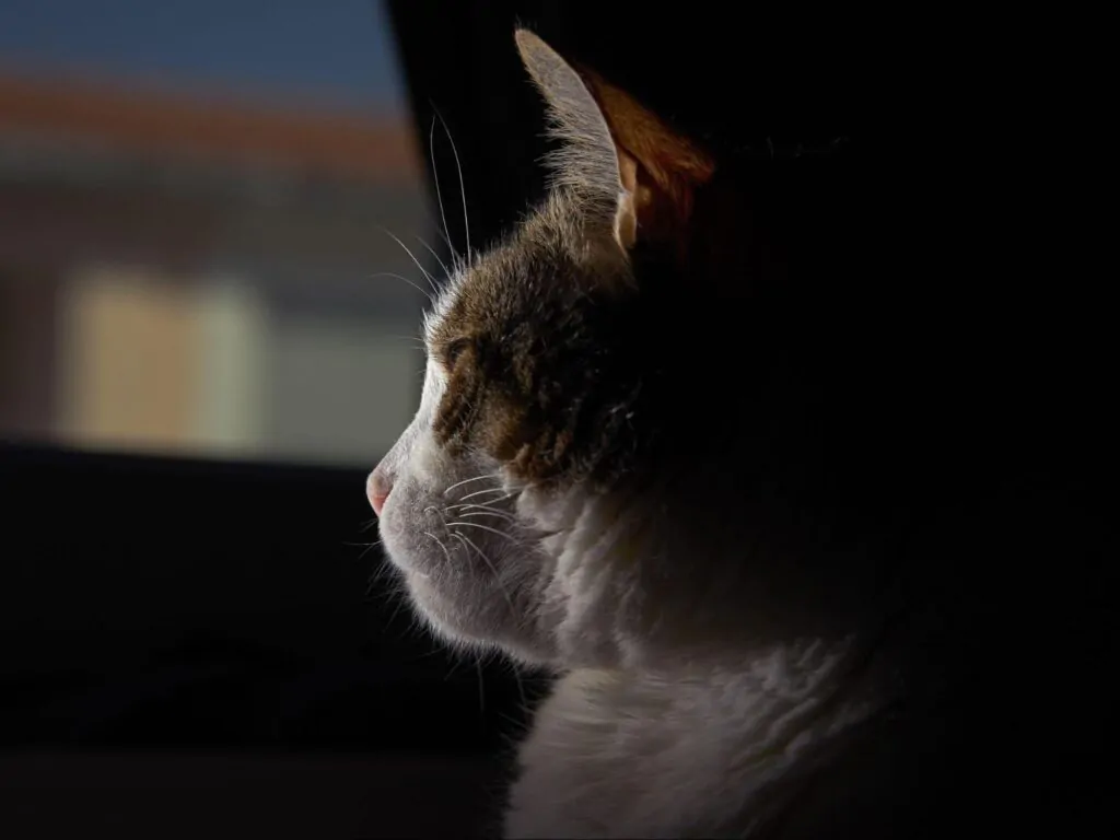 Animal apresentando possíveis sinais de alerta para saúde mental