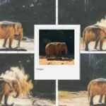 Hangun, elefanta asiática do Zoológico de São Paulo