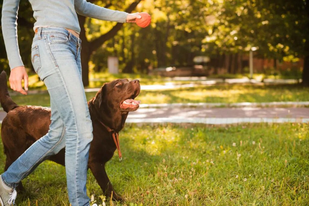 Cão brincando com bolinha